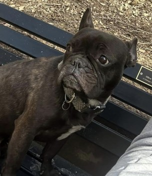 millypod1's tweet photo. 🆘8 JUN 2024 #Lost MILO #ScanMe
Black Brindle French Bulldog Male
Haigh Hall area #Haigh #Wigan #GreaterManchester #WN1  LOCAL HELP NEEDED.
https://t.co/0JATNKJMh6 https://t.co/mXyR1jCN64