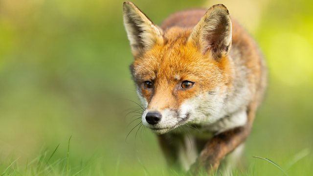 SaveRedlandLibr's tweet photo. 8pm TODAY on @BBCTwo
Springwatch, 2024
Ep 9 of 12
Megan and Iolo celebrate the wildlife in Britain's cities, and Chris and Michaela catch up on the weekend drama from the live cameras at RSPB Arne in Dorset.
#Springwatch2024 #Springwatch @BBCSpringwatch #MammalMonday https://t.co/gpecHJCVCt