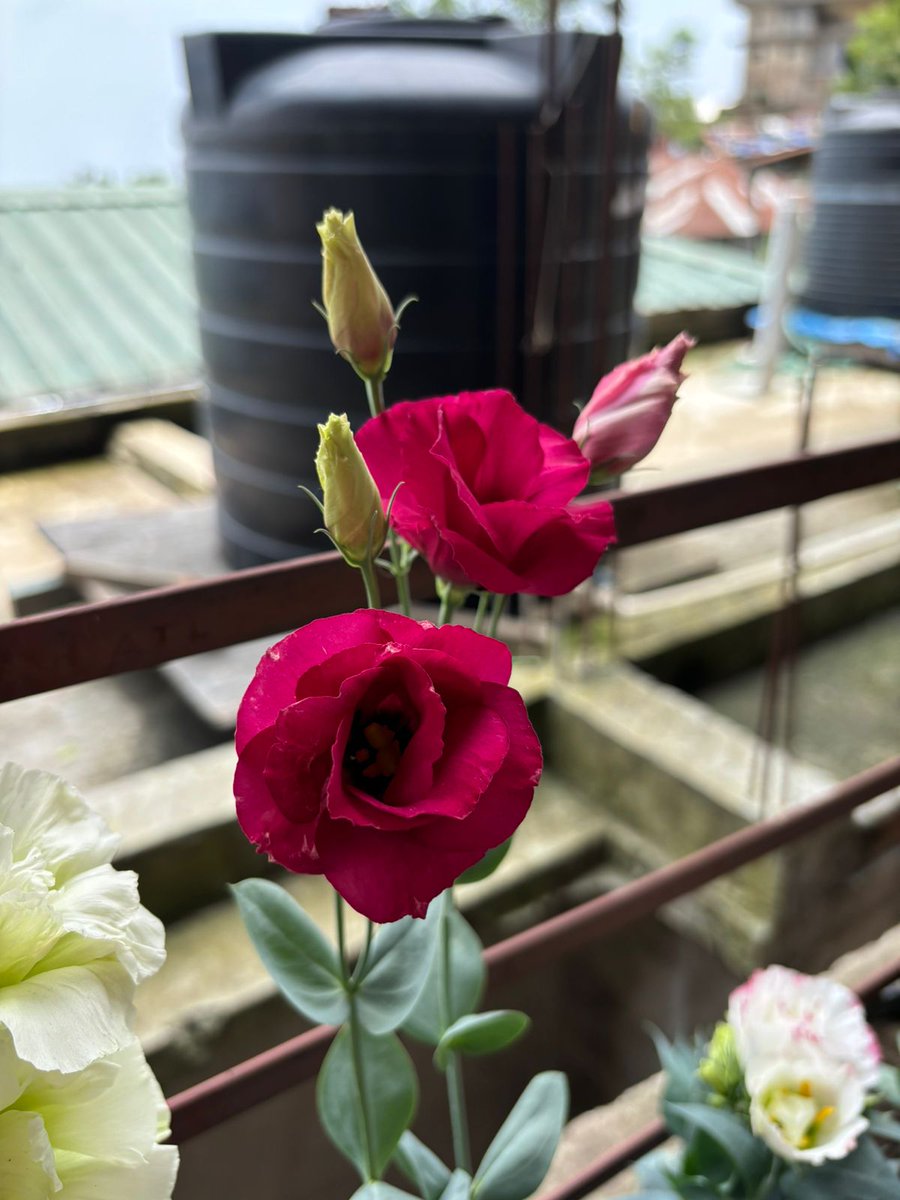 madinyee's tweet photo. Lisianthus 😊 https://t.co/uXfJ5oXnB6
