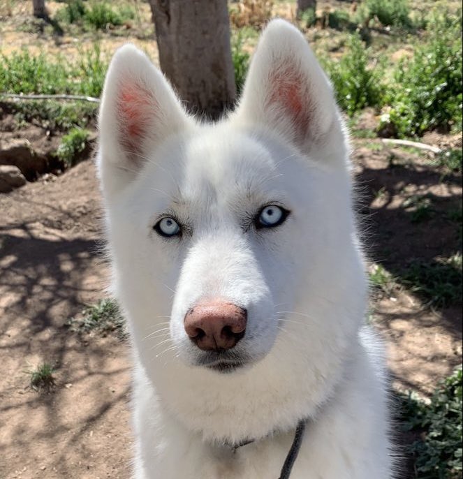 CamiluOficial's tweet photo. se viene la live session número 5 y para mi la refe más clara es que, si fuese un perro, sería una cruza exacta entre estos dos: https://t.co/a0IuWSaKxu