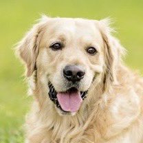 CamiluOficial's tweet photo. se viene la live session número 5 y para mi la refe más clara es que, si fuese un perro, sería una cruza exacta entre estos dos: https://t.co/a0IuWSaKxu