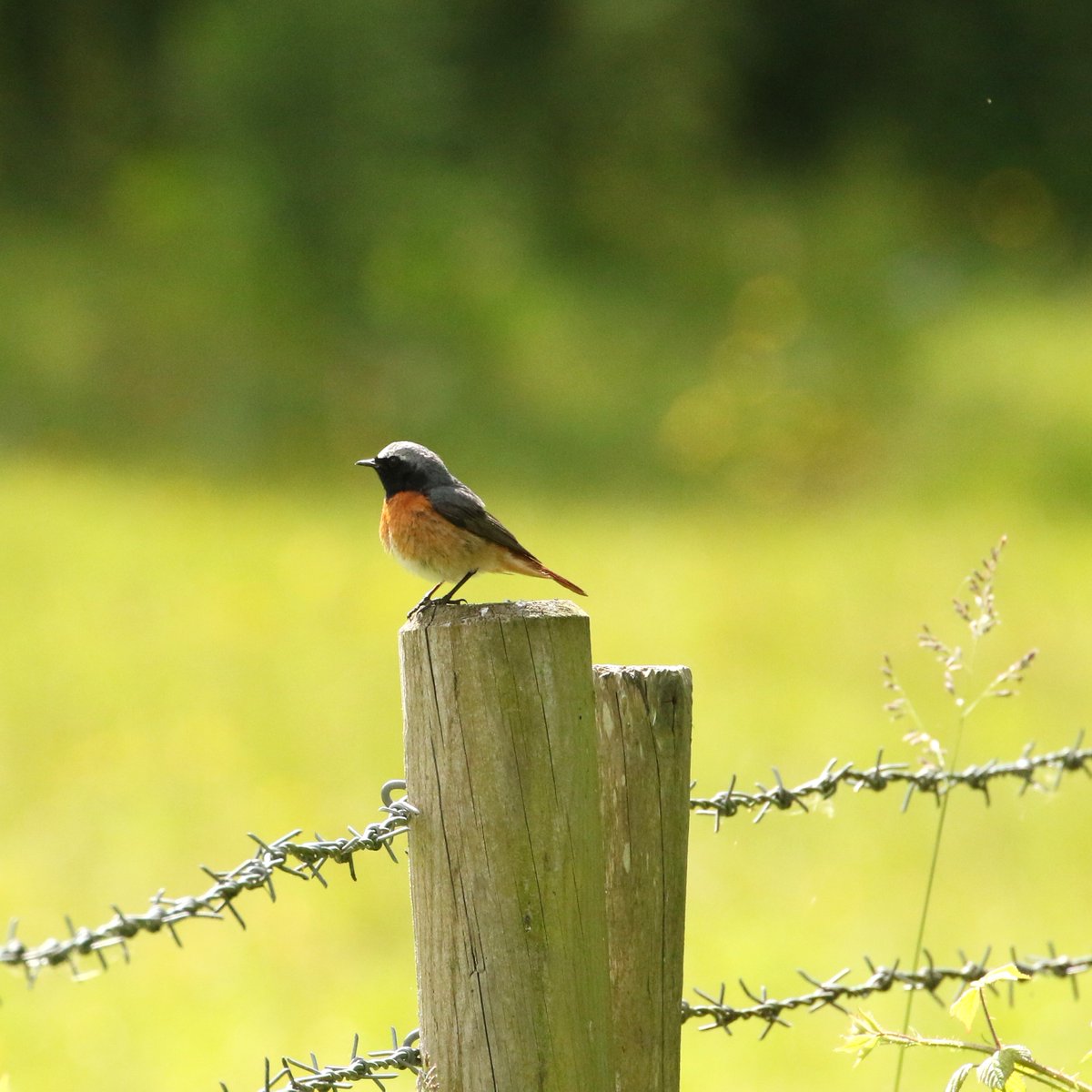Geoff Hall (@freybird56) on Twitter photo South Shropshire today, Brown Hare, Broad-bodied Chaser & Redstart. Also seen Kingfisher, Dipper and finally after a 2 year absence! #73 Sand Martin #localbigyear <a href="/BTO_Shropshire/">BTO Shropshire</a> <a href="/sosbirding/">ShropshireBirdingNews</a> <a href="/soscountyrec/">Shropshire Bird Recorder</a> <a href="/Shropsmammals/">Shropshire Mammal Group</a> South Shropshire today, Brown Hare, Broad-bodied Chaser & Redstart. Also seen Kingfisher, Dipper and finally after a 2 year absence! #73 Sand Martin #localbigyear <a href="/BTO_Shropshire/">BTO Shropshire</a> <a href="/sosbirding/">ShropshireBirdingNews</a> <a href="/soscountyrec/">Shropshire Bird Recorder</a> <a href="/Shropsmammals/">Shropshire Mammal Group</a>