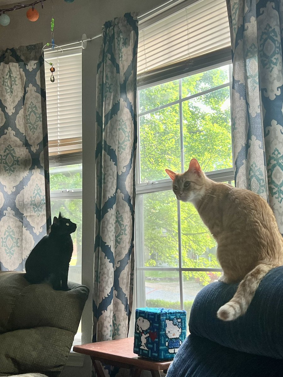 The Dread Cat Mister tweet media