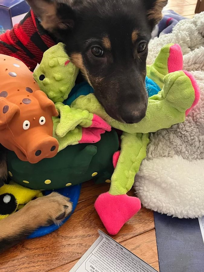 LittleStarrys's tweet photo. Anyone in the republic missouri area that have seen this dog please let me know. ran away 8 hrs ago, her name is bailey, shes a ~2'6 shepard, she will try to run away from people she doesnt know, she isnt chipped, and she has a green collar with a green tag with my mother's info. https://t.co/09Q8kUPe1e