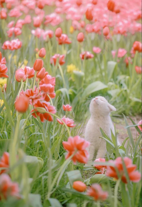 美しい nature (@nature419846051) on Twitter photo 