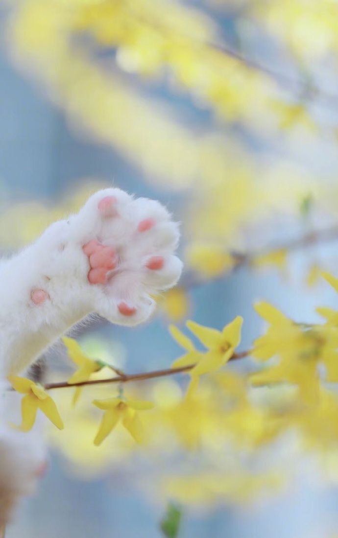 美しい nature (@nature419846051) on Twitter photo 