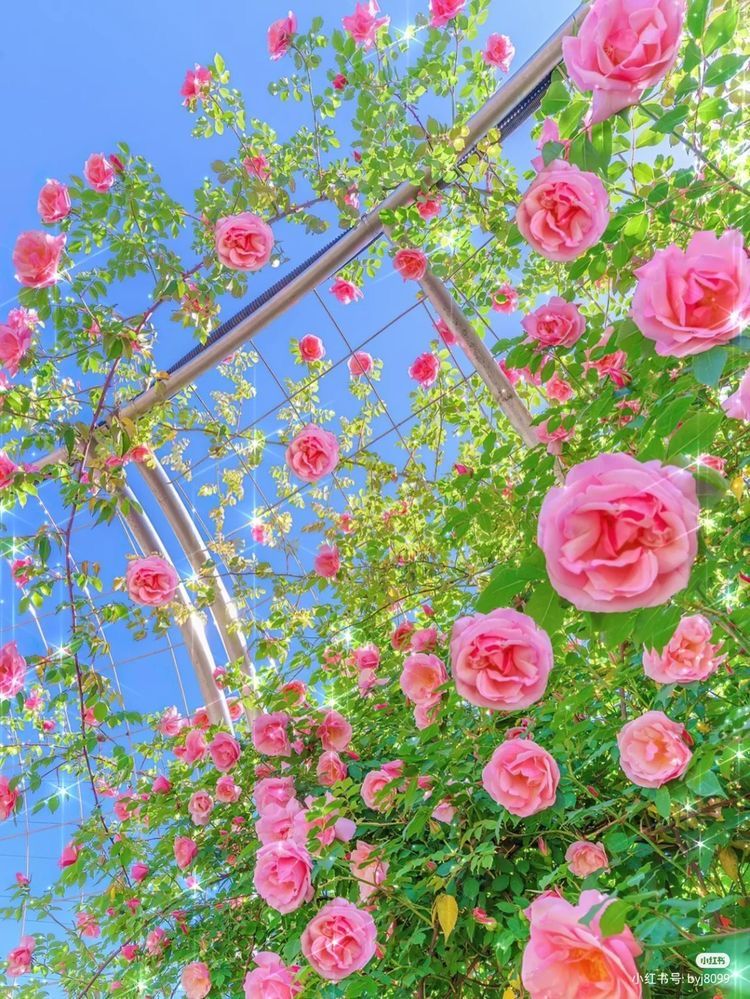 美しい nature (@nature419846051) on Twitter photo 