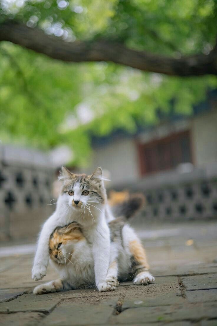美しい nature (@nature419846051) on Twitter photo 