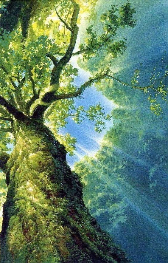 美しい nature (@nature419846051) on Twitter photo 