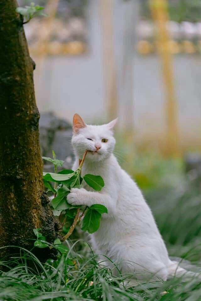 美しい nature (@nature419846051) on Twitter photo 
