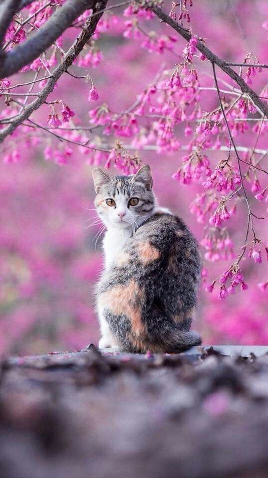 美しい nature (@nature419846051) on Twitter photo 