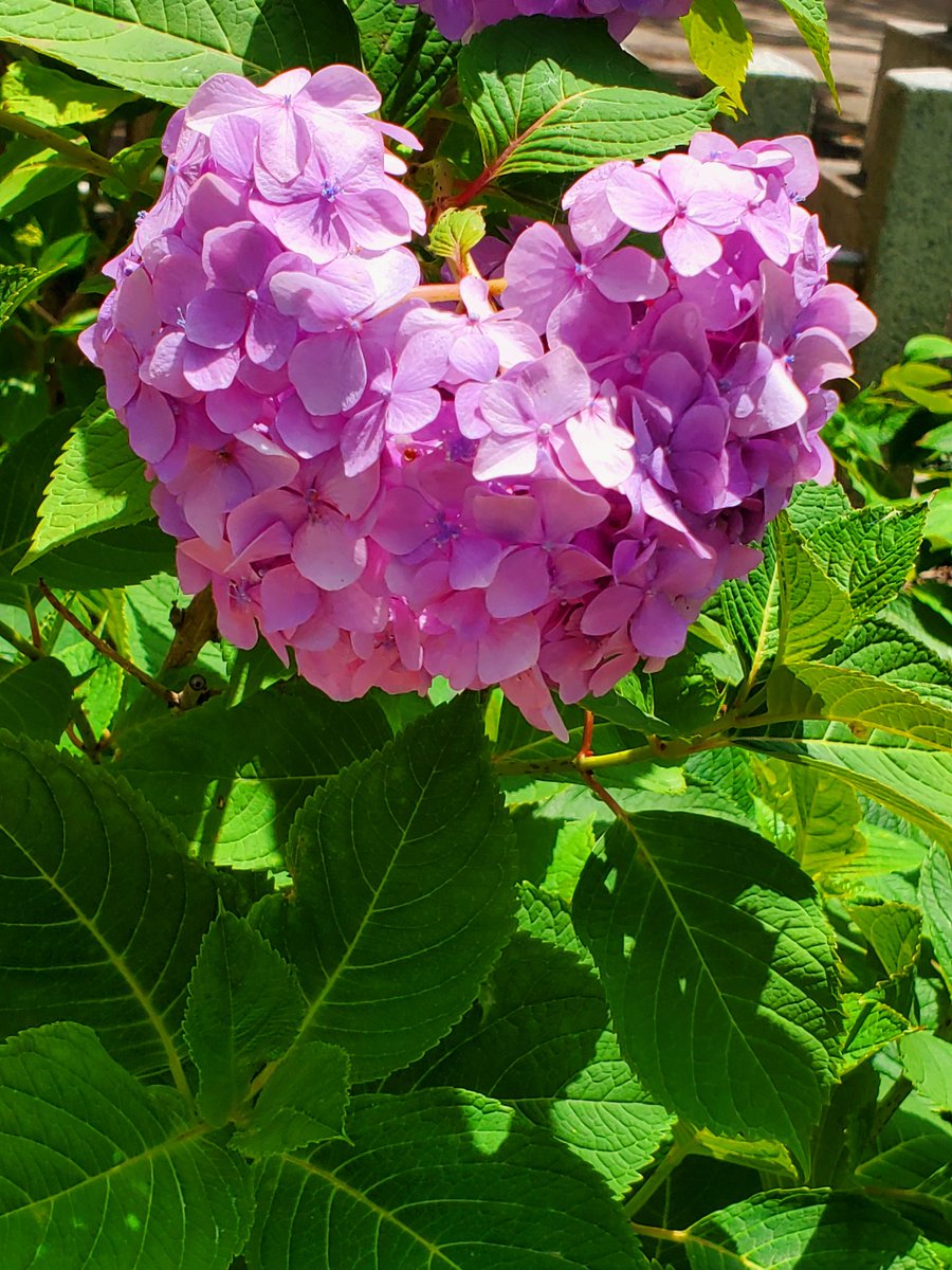 (*ﾟ▽ﾟ)ﾉおはよん
blue skyでは無いけど、えぇ天気なんで布団カバーとか洗濯して。でもウチは物干し竿1本なんで今朝は掛けカバーだけ。敷きカバーは又　明日かな。単に何本も物干し竿をベランダに
掛けるのが嫌なだけで１本です
まだ火曜日だけど( 'ω' و(و" ふぁいと

藤森神社で♥️ハートの紫陽花