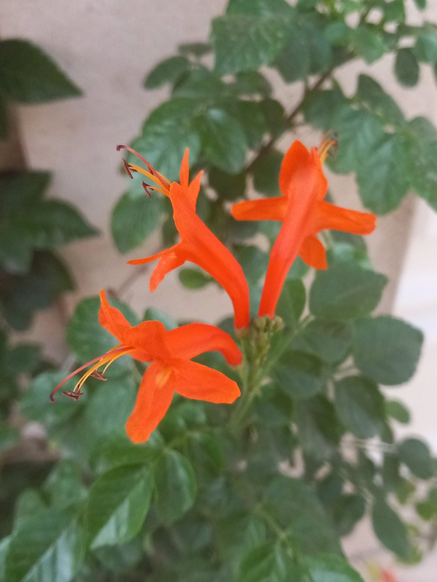Kateryna_Design's tweet photo. Some pretty flowers 😍 https://t.co/x6DwL2Iqd0