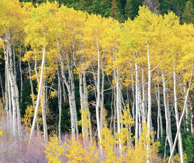美しい nature (@nature419846051) on Twitter photo 