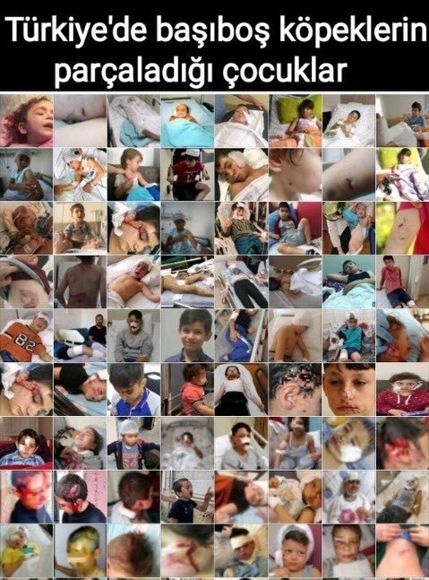 1071dexarIloO8's tweet photo. @pervintuba Ve engelledi müptezel kevâşe. @pervintuba biz senin ciğerini biliyoruz ciğerini. Ankara'da aspavada buluştuğun biri Kırklareli'den iki köpek yemi fabrikası sahibiyle yaptığın belediye ihaleleri kulisini de biliyoruz. AKP'nin açık ara en kötü vekilisin bunu da sen biliyorsun. https://t.co/eX0xPy0AnZ