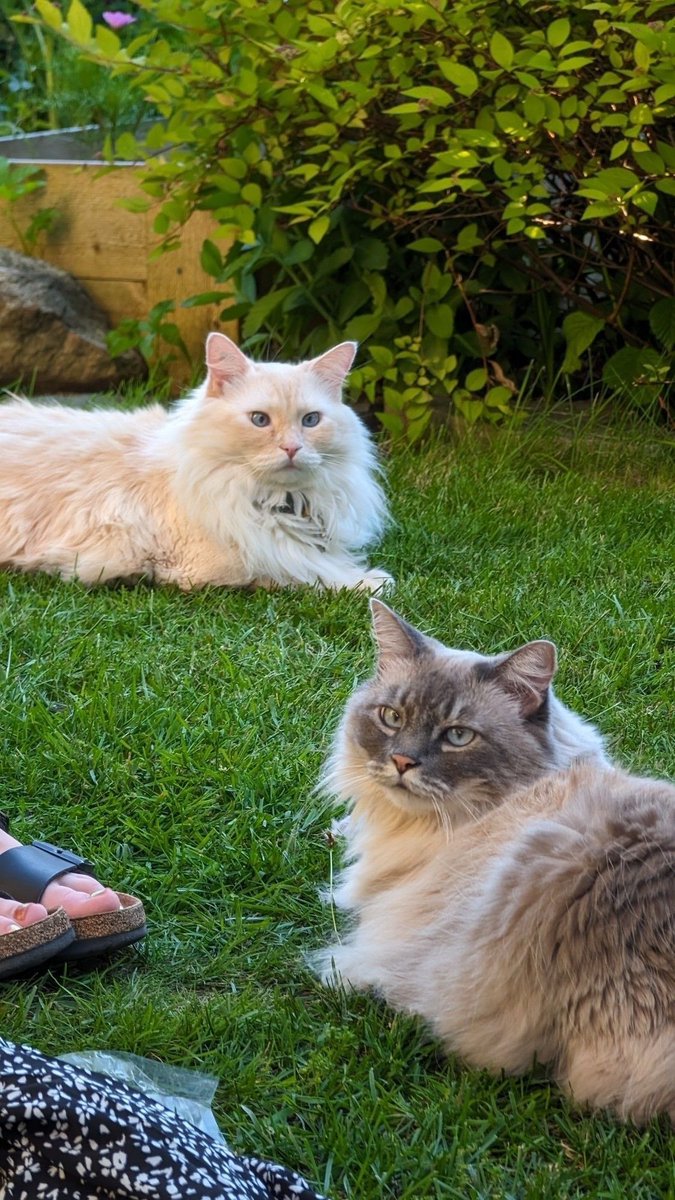 lindaworkerbee's tweet image. #PetsForBiden