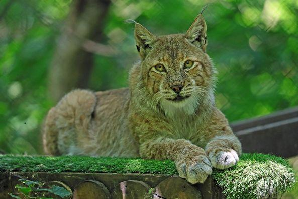 Eligius4917's tweet photo. Today is International Lynx Day. The lynx is the biggest wild cat in Europe.
#InternationalLynxDay
#Lynx
#LargeCats
#InternationalLynxDay2024 https://t.co/Mgs1nvxVFV