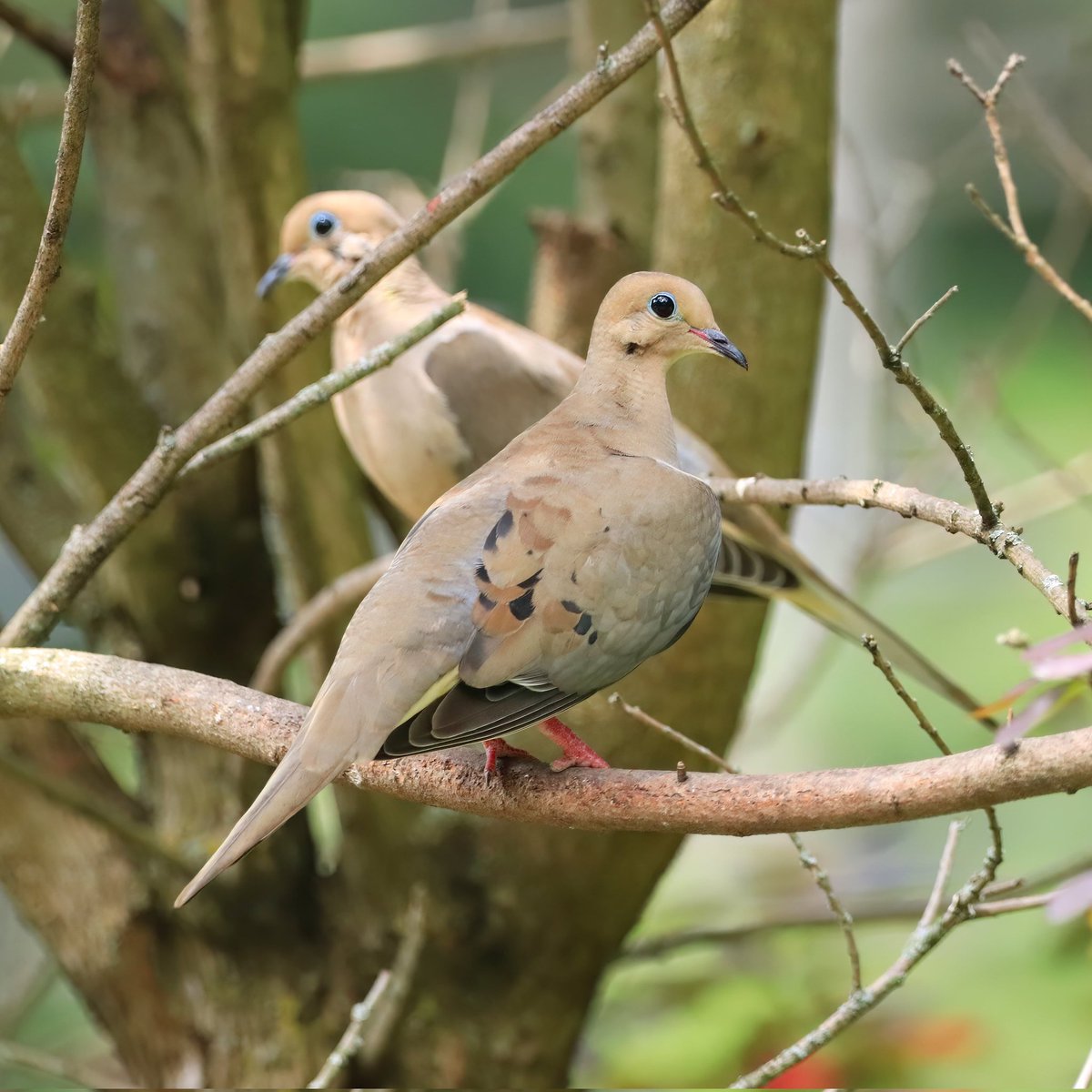 birdhouse_love's tweet photo. Our mourning dove flock is growing...
#mourningdoves #mourningdove #doves #dove #beavercreekohio #beavercreekbirding #birding #ohiobirdworld #birdwatchers #birdlove #birdlovers #birdlife #birdwatchers_daily #birdplanet #mourningdovelove https://t.co/zzWi0ig6y8