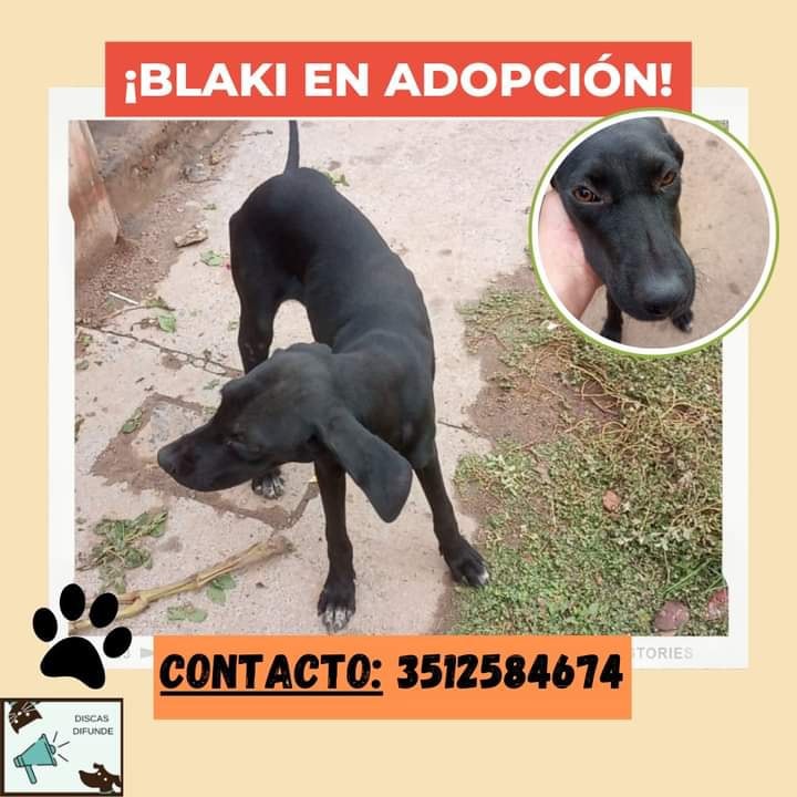 DiscasCba's tweet photo. #Blaki EN ADOPCIÓN
💚Es hembra, camina bien. Debe tener unos 8 meses
máximo 1 añito
Necesita que la castren porque quien la rescató
trabaja todo el día, la ayuda dándole de comer y agua
pero no se la puede quedar, hay q castrarla urgente
está en zona Arguello
SIGUE👇👇👇 https://t.co/xrYr9FABRc