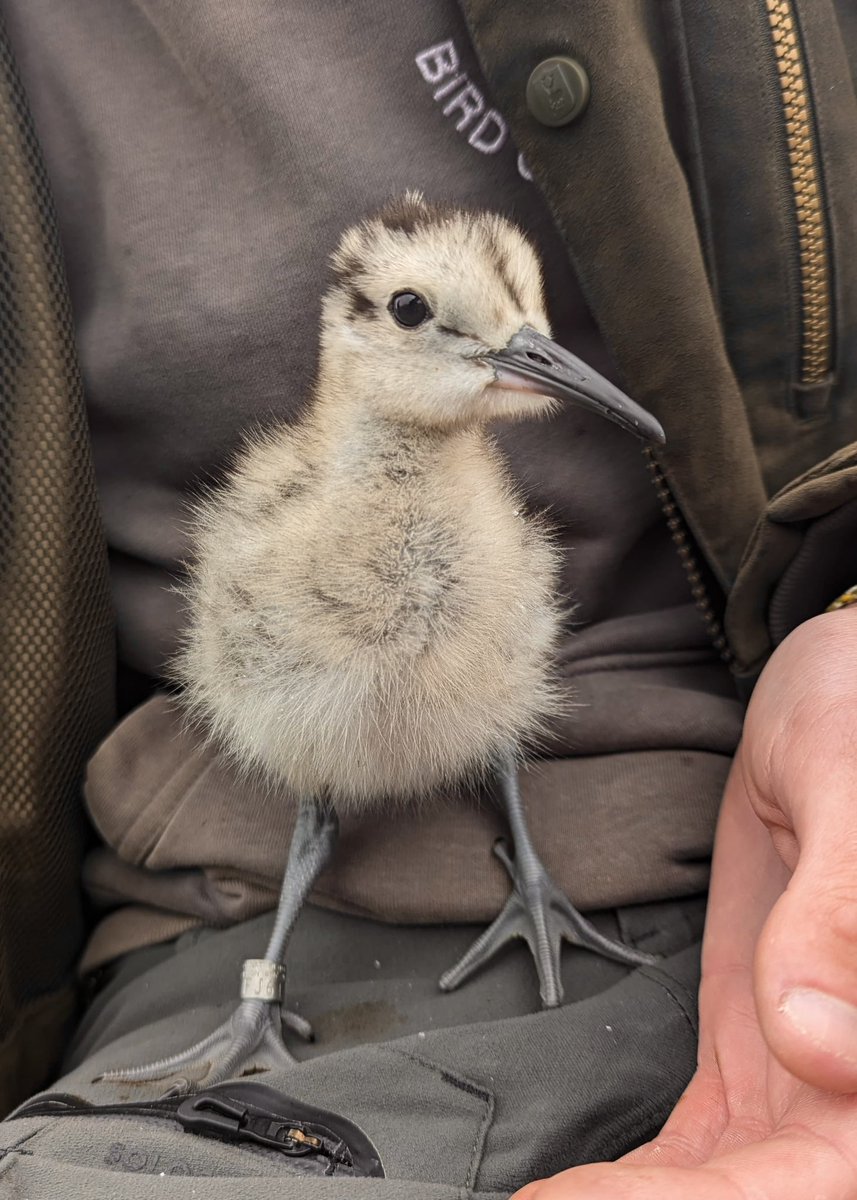 Our first gorgeous Curlew chicks of the year ringed <a href="/FI_Obs/">Fair Isle Bird Observatory</a> this afternoon, this one helpfully labelled by my hoodie 😆 

📸 Jonnie Fisk