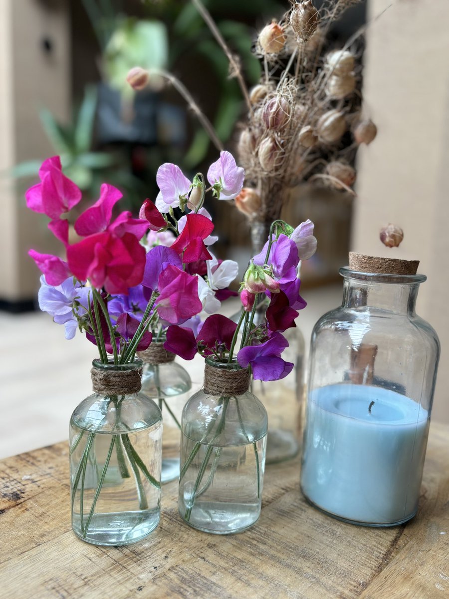 Roffahof's tweet photo. Elke dag bloemen in huis met een #moestuin #lathyrus #siererwt https://t.co/XEfnIizVYe