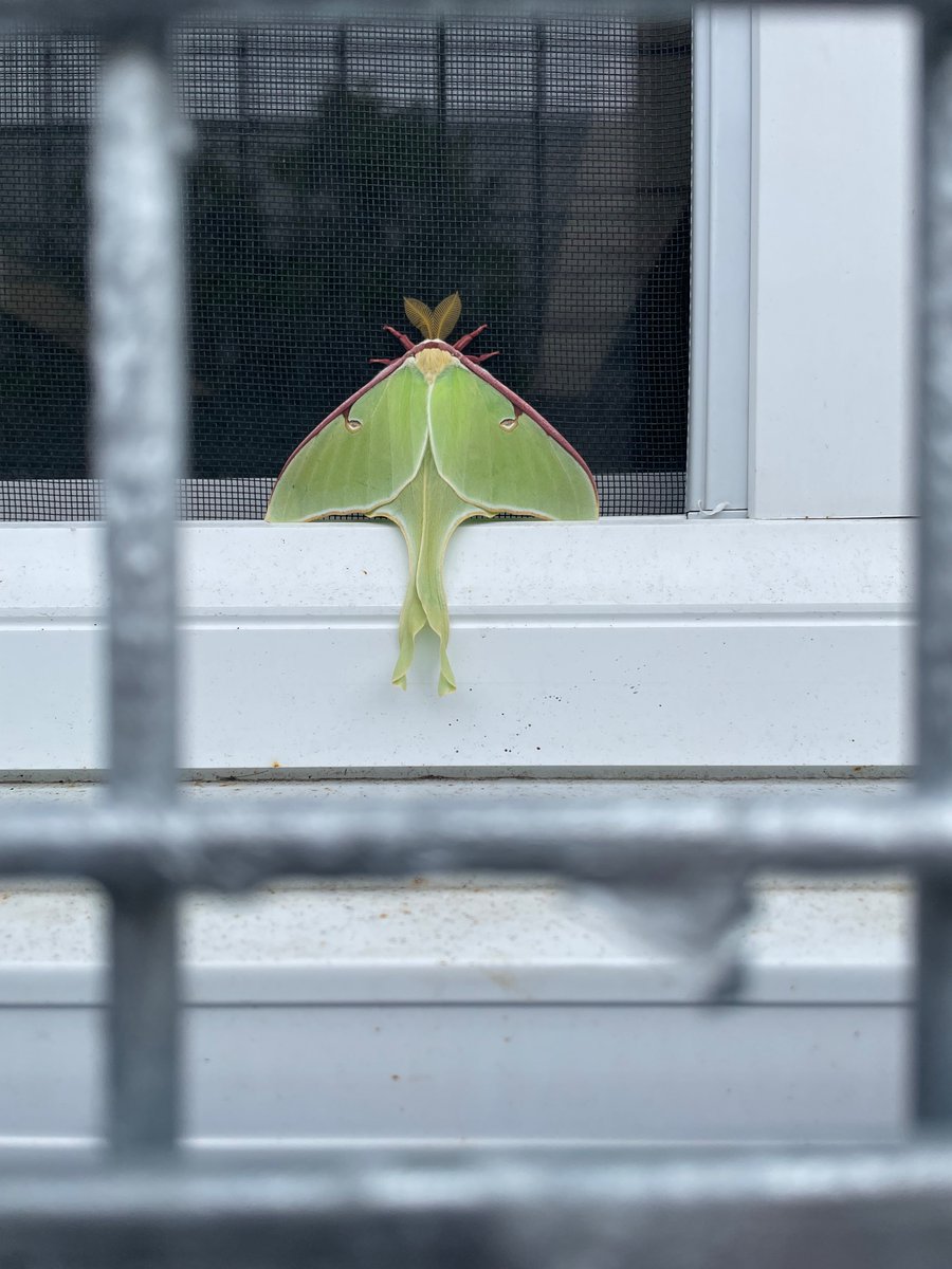 MsBriRobinson's tweet photo. This Luna moth paid our window a visit today! Must be interested in joining 4/5 Robinson😊 @BedfordSouth https://t.co/Vtn1ayc9oO