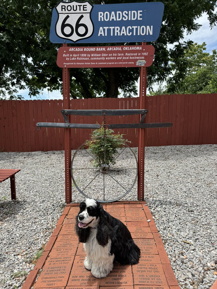 PlayByPlayGuy1's tweet photo. After lunch today @POPS_66 Buddy got his “Kicks on Route 66” @OKRT66 @mmmgsmd62 #RoundBarn https://t.co/SYE5cpQgqo
