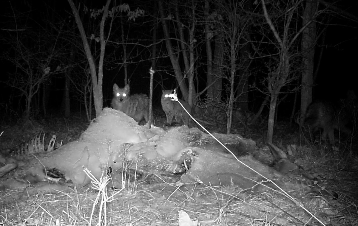 joemaczim's tweet photo. Wills Mountain is also a unique, rich ecological area. It's one of only two natural-rock nesting sites in MD for peregrine falcons, home to endangered bats and many other animals and plants. DNR staff want to make sure these species are protected before opening too https://t.co/wVUAkbguV4