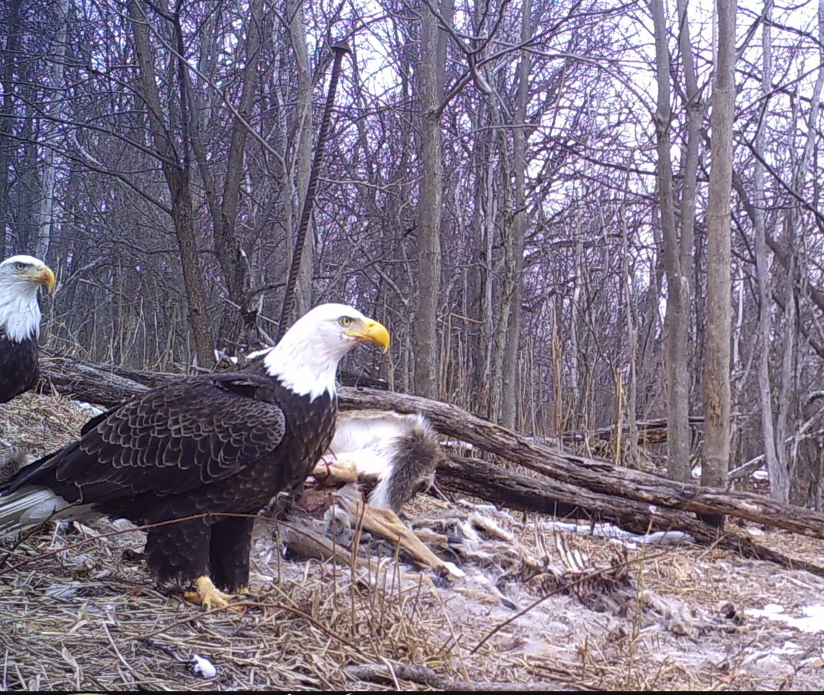 joemaczim's tweet photo. Wills Mountain is also a unique, rich ecological area. It's one of only two natural-rock nesting sites in MD for peregrine falcons, home to endangered bats and many other animals and plants. DNR staff want to make sure these species are protected before opening too https://t.co/wVUAkbguV4