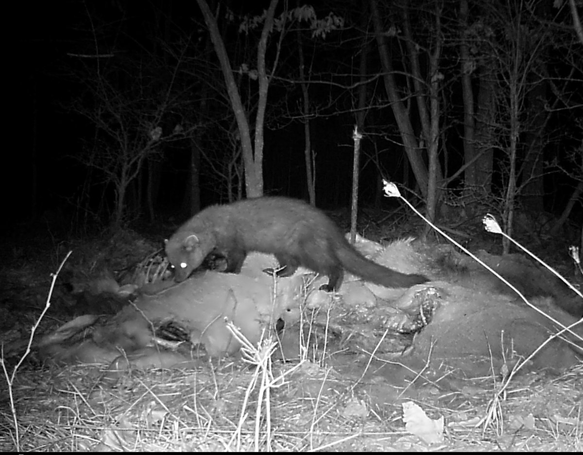 joemaczim's tweet photo. Wills Mountain is also a unique, rich ecological area. It's one of only two natural-rock nesting sites in MD for peregrine falcons, home to endangered bats and many other animals and plants. DNR staff want to make sure these species are protected before opening too https://t.co/wVUAkbguV4