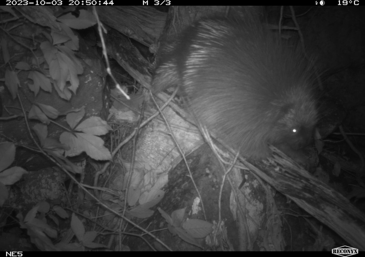 joemaczim's tweet photo. Wills Mountain is also a unique, rich ecological area. It's one of only two natural-rock nesting sites in MD for peregrine falcons, home to endangered bats and many other animals and plants. DNR staff want to make sure these species are protected before opening too https://t.co/wVUAkbguV4