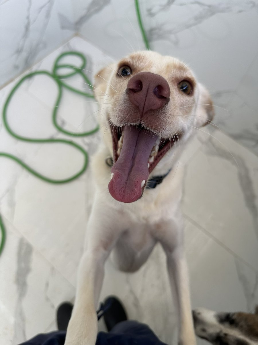 ayudemosapluto's tweet photo. Blessed start to the week β₯οΈπΎπΎ #BaileyAP gives them a beautiful smile despite the rain π And he sends them to tell them that he is still looking for a good family just for him.
We do not receive help for the purchase of the injectors π (1/2) https://t.co/ZEk3G2dm3D