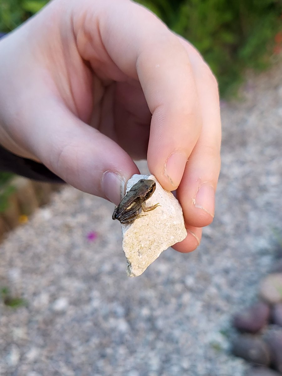These little chaps have no fear - not sure hopping around the drive is good for survival chances #pondwatch #frogs