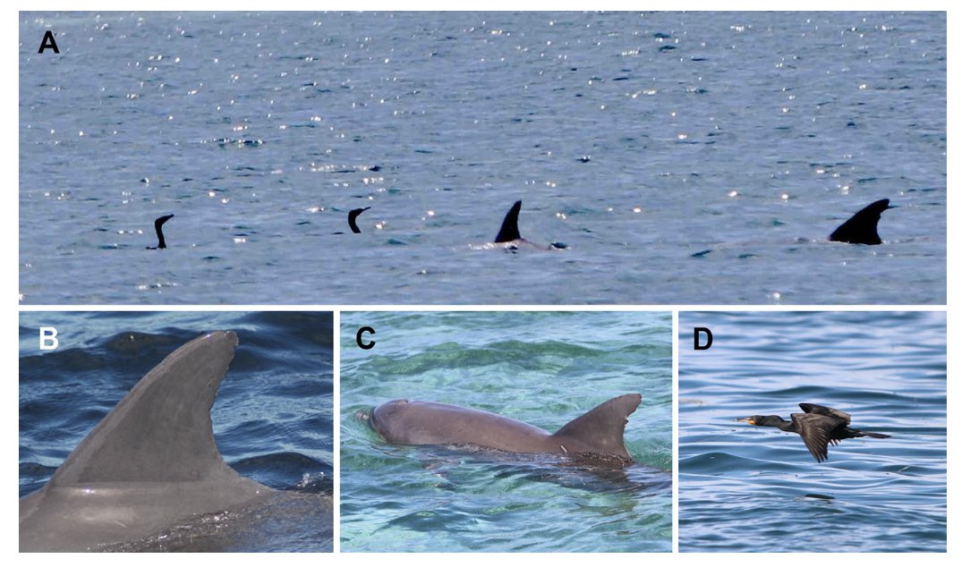 Eric Angel Ramos, PhD tweet media