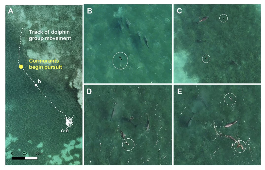 Eric Angel Ramos, PhD tweet media