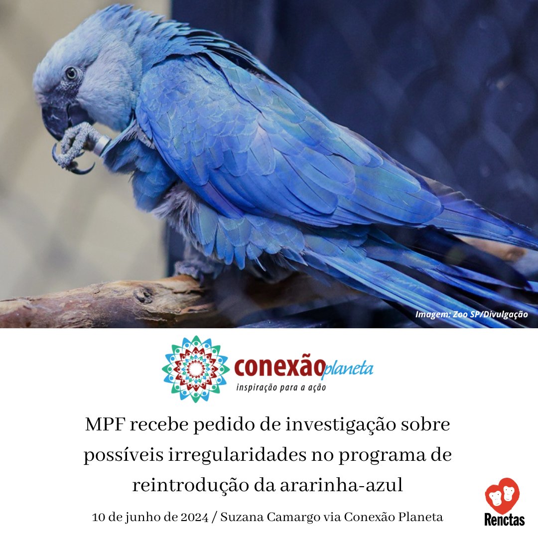 Acesse a matéria completa de Suzana Camargo na bio do @_conexaoplaneta.

#renctas #tráficodeanimais #cites #ararinhaazul #spix #icmbio #ibama #fiscalizaçãoambiental #faunasilvestre #bastadecaça #ACTP