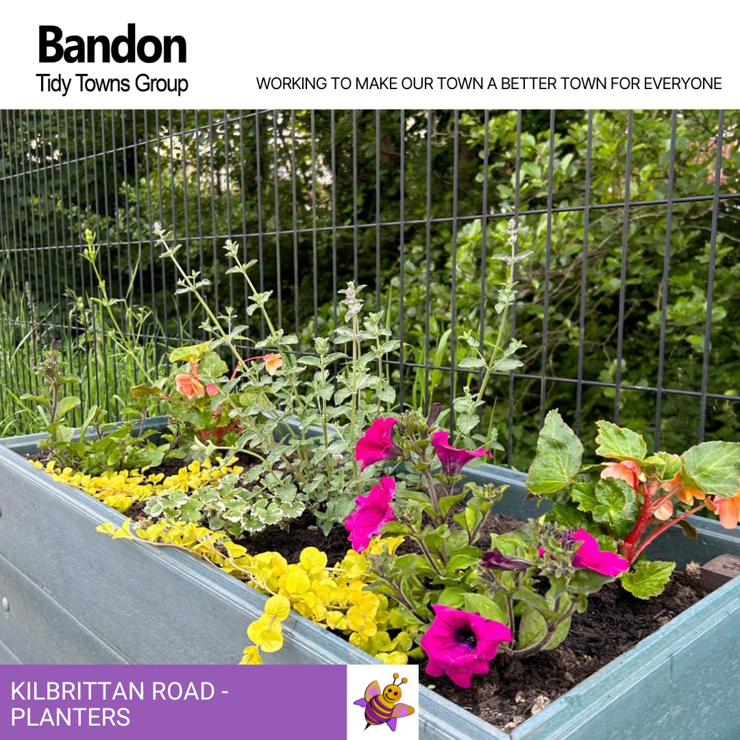 ttbandon's tweet photo. We have been busy as bees.....bringing some summer colour to #Bandon!

Thank you to our busy volunteers for your great work👏👏
#tidytowns #tidytowns24 https://t.co/h3a3MbDbBg