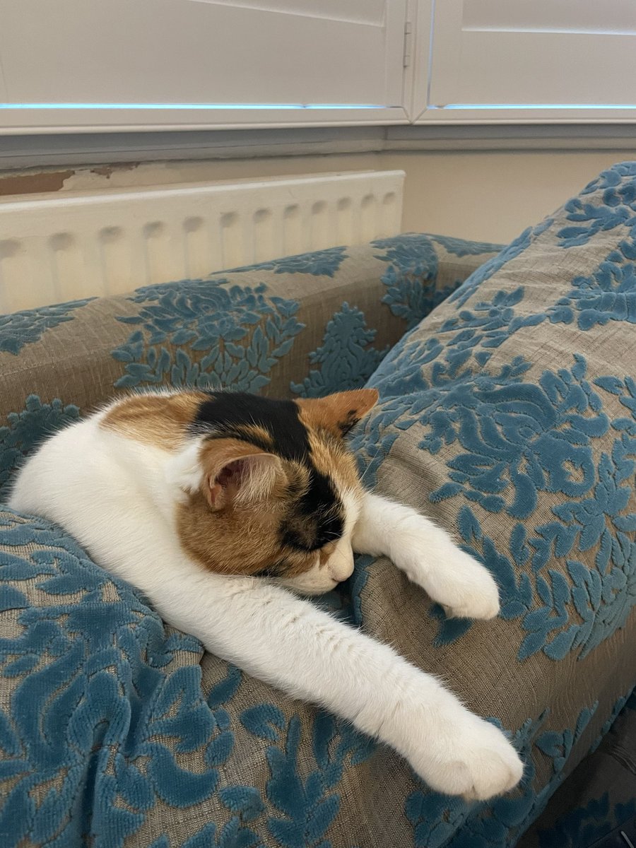 One sinking cat. How I feel trying to stay afloat with work, kids, book, life in general 🤣 #sendhelp