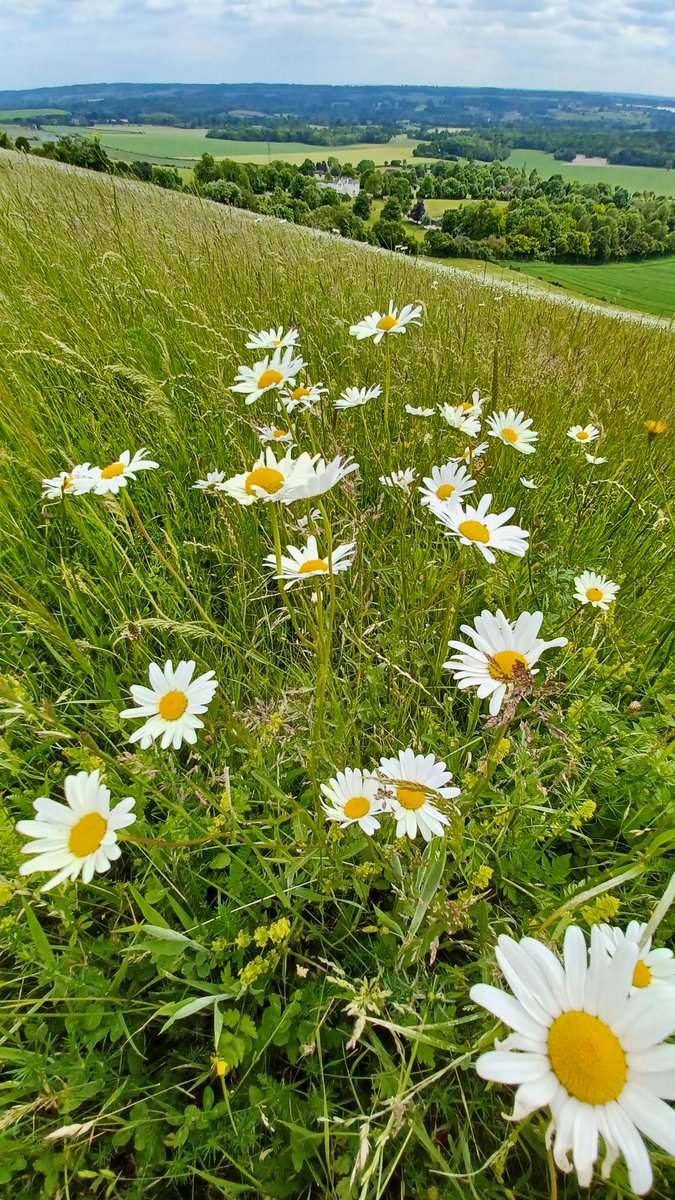 steviegolding_'s tweet photo. Daisy Daisy.... https://t.co/Gbiy9V3rWu