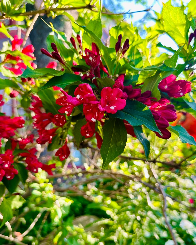 Smugglers' Notch tweet media