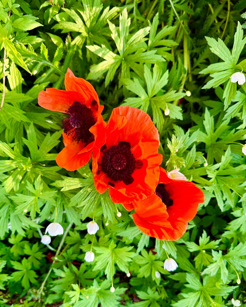 Smugglers' Notch tweet media