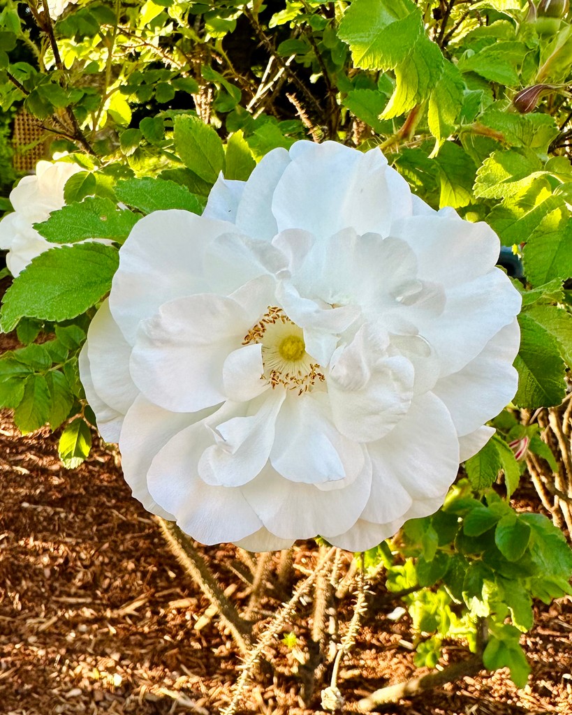 Smugglers' Notch tweet media