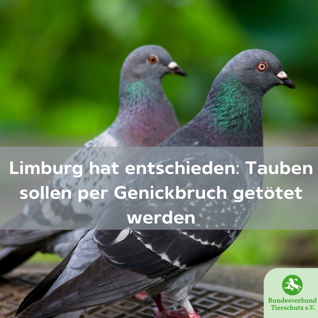 Wir sind entsetzt über die grausame Entscheidung, die im Übrigen gegen das Tierschutzgesetz verstößt! Sollte die erste Taube getötet werden, werden wir im Kollektiv mit anderen Tierschutzorganisationen Strafanzeige stellen. 
#RespektTaube #Stadttauben #Limburg