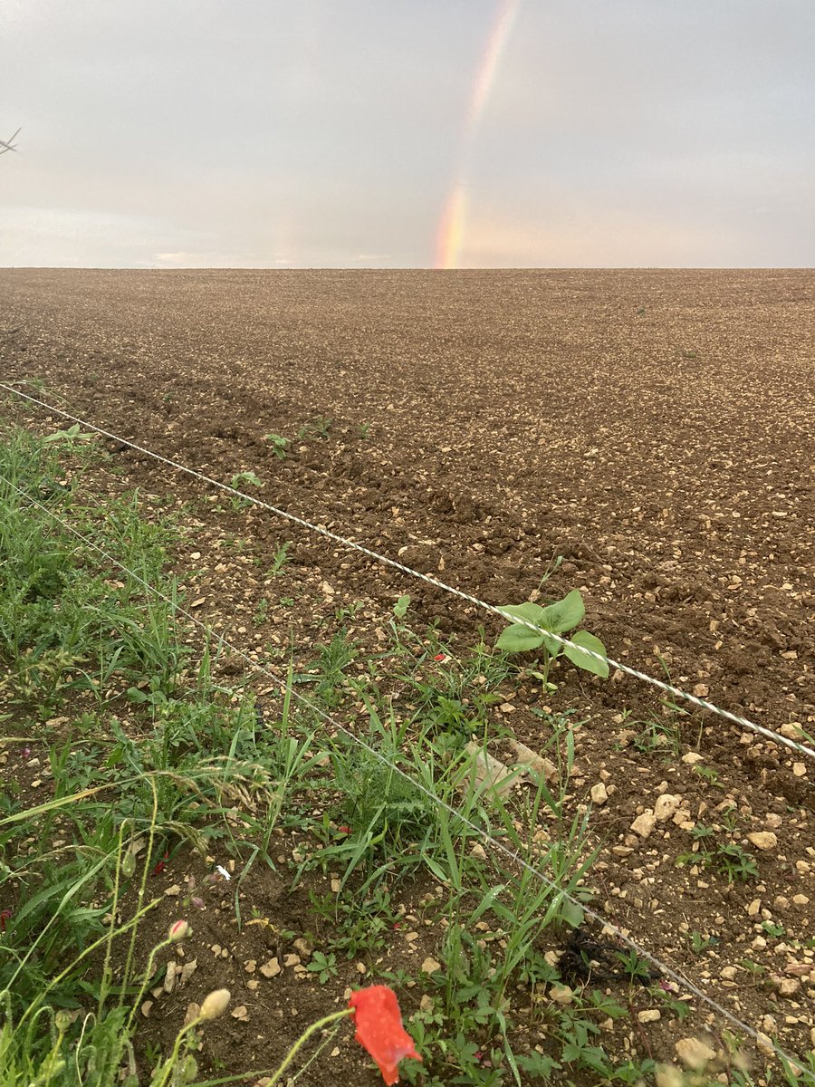 BONNIN1402's tweet photo. Semis 23 avril +
Semis 3 juin
Le #RelayCropping est prêt pour 2 semis et sans doute 0 récolte @OlivierCOSTE2 !
Parcelle clôturée 2 fils par @ChassePartage mais il y a erreur sur le coupable …
@terresinovia a du boulot niveau semis 🌱 et ce n’est pas la température 🤒 du sol https://t.co/lixKT1r2yd