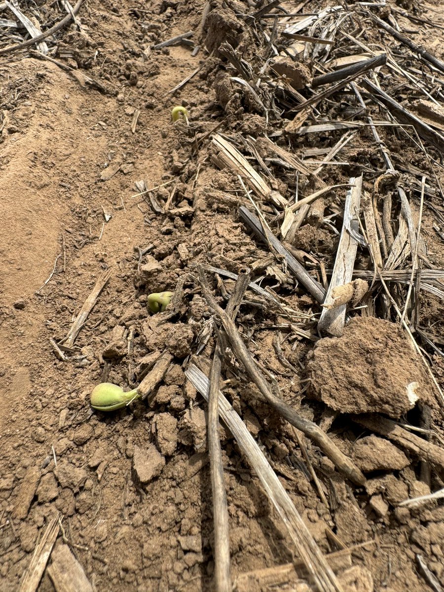 OSU_oilseeds's tweet photo. Friday planted soybean starting to emerge and April planted sorghum heading, things are moving fast https://t.co/VrHZAOgTZX