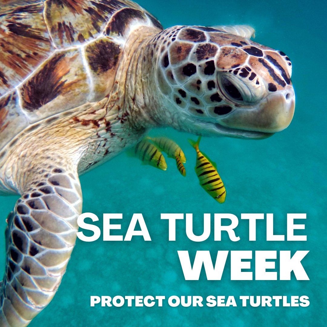 sandkeyresort's tweet photo. Itโs Sea Turtle Week! ๐๐ข Together with @CMAquarium and @VSPC we are dedicated to promoting turtle-friendly tourism and conservation. Stay tuned for a week filled with fun facts, educational posts, and more! #TurtleSeason #ClearwaterBeach #TurtleFriendly ๐ https://t.co/ADDF6lutgP