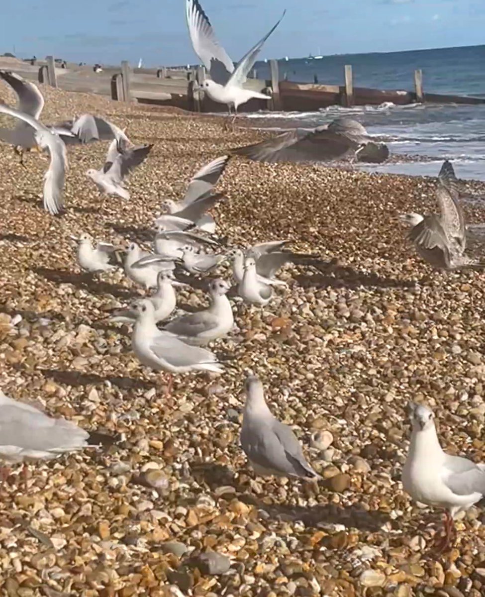 LettingAngel's tweet photo. @BBCSpringwatch #seagullmania #gulls https://t.co/Tk0NKGTr8T