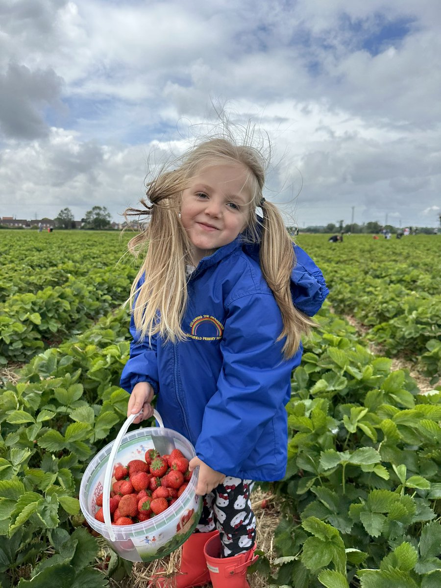 CPalaeva's tweet photo. @EYFS_Southfield Strawberry strawberry where are you? https://t.co/zsqu2Rji86