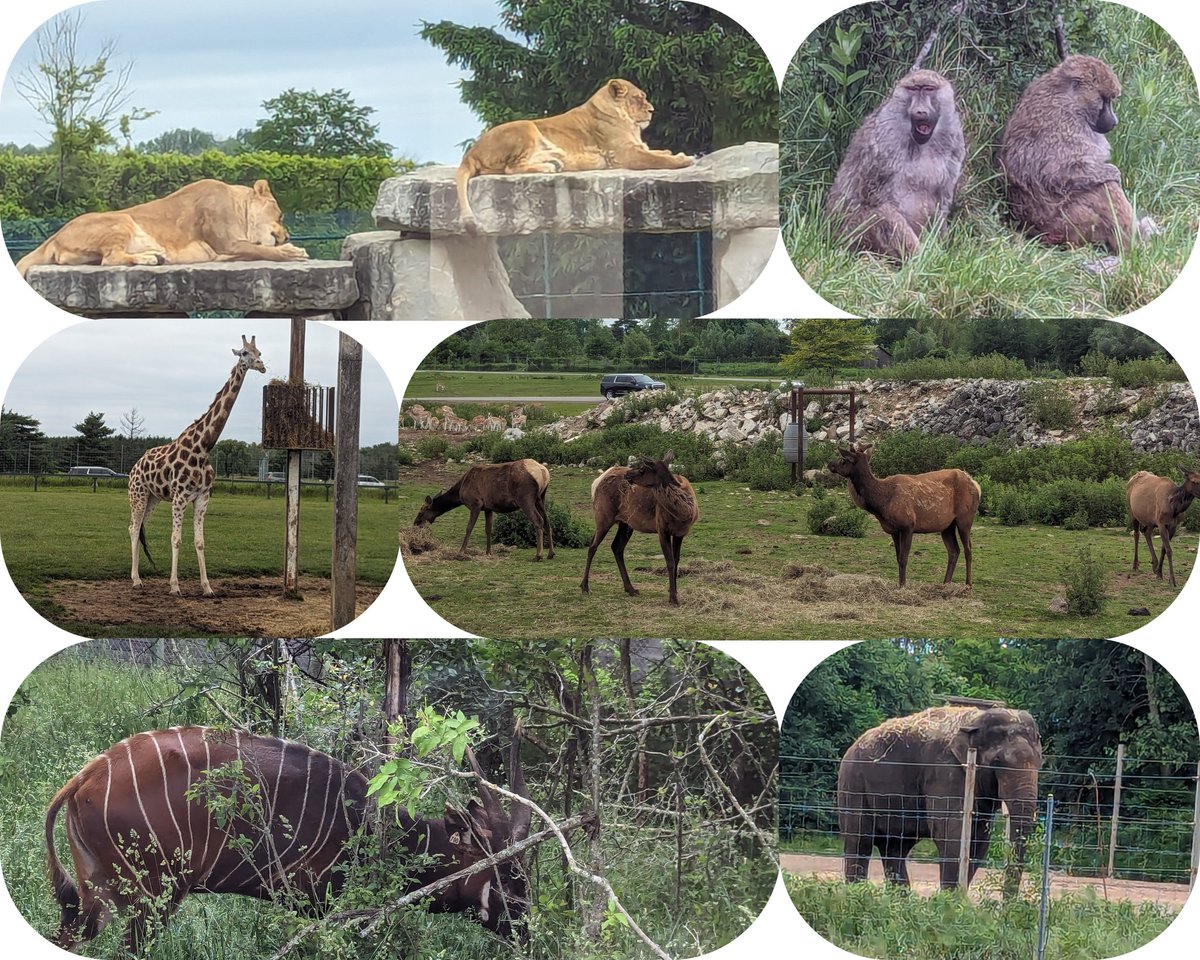 CCapern's tweet photo. We had a blast at the African Lion Safari today! https://t.co/zzlDfIk05j