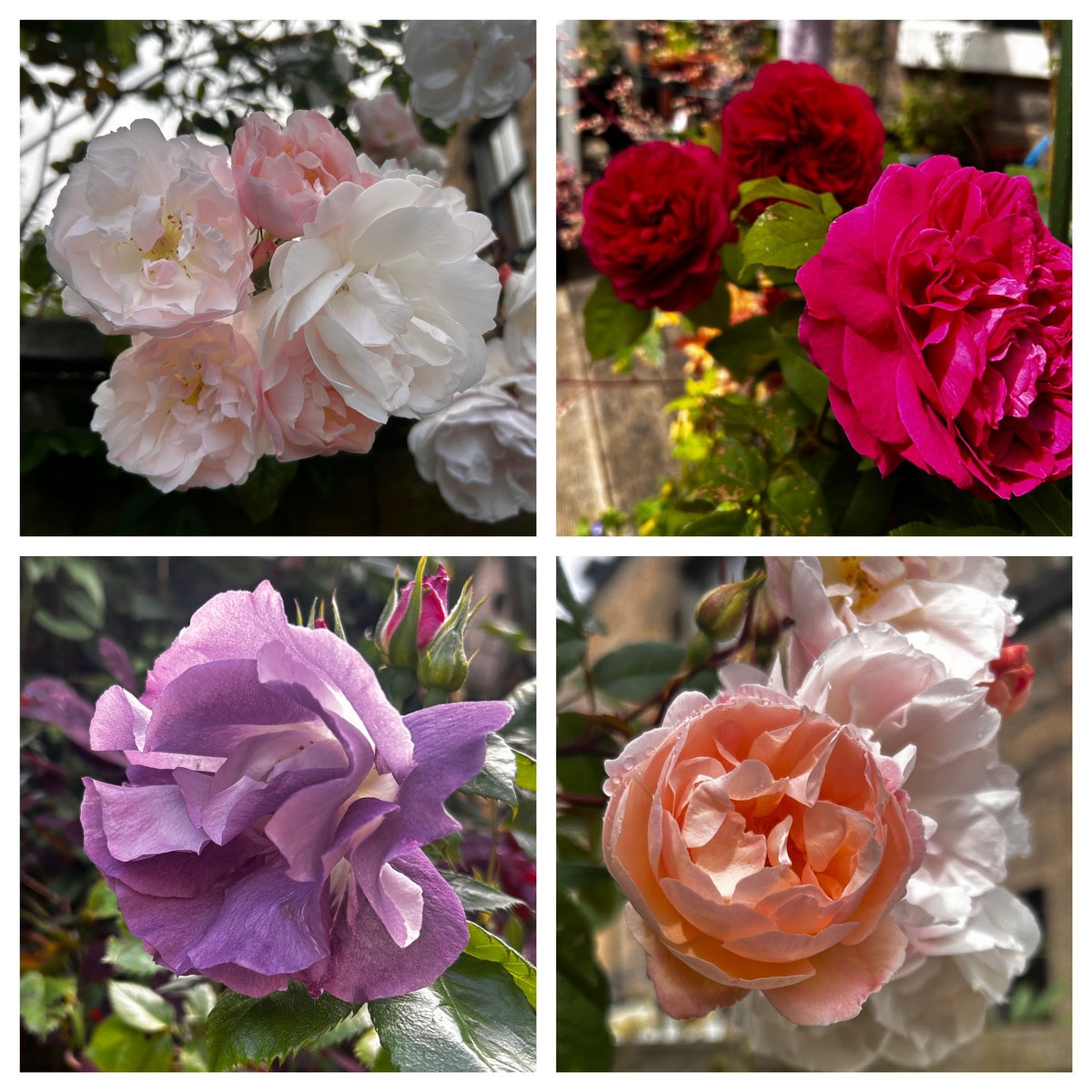 Sam Rhynas tweet media